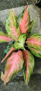 ต้นพิ้งค์ ปานามา #อโกนีมา #ไม้ประดับ  ไม้มงคล  ฟอร์มสวย ไม้ฟอกอากาศ ใบมีเสน่ห์ ส่งพร้อมกระถาง 6 นิ้้ว