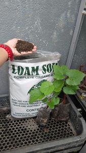 LOAM SOIL COCOPEAT 2KLS PAMPALAGO NG HALAMAN MABILIS MAG UGAT ANG ITATANIM PANG HALO SA LOAM SOIL