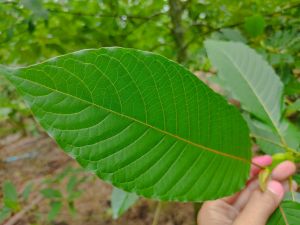 ใบกระท่อม 1 กิโลกรัม ปลอดสารเคมี 100% ส่งตรงจากชุมพร