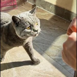 A Guide to Kitten Fresh Wet Food & Cat Snack Treats