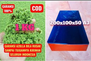 Paket Azolla Microphylla 1 KG + Kolam Terpal 200x100x50 (Cm) A3 Korea Murah dan Sudah berbentuk Kotak Warna Biru Orange bisa Bolak Balik