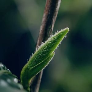 Silver Needle (First Day Buds) Premium Grade 白毫银针 首日芽 特级 BaiHaoYinZhen ShouRiYa 3g Year 2022 White Tea 中国白茶 福鼎白茶 Teh Putih