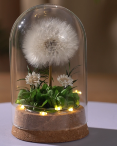【Local Seller】Dandelion Preserved Flower Glass Dome Romantic Luxury Gift for Birthday Anniversary & Home Décor