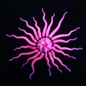 Colorful sunflower-shaped coral with a suction cup on the back for free adsorption (needs to be adsorbed on the wall of the fish