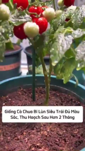 Combo 2 gói hạt giống cà chua bi lùn đỏ và lùn vàng -gói 20 hạt-tặng kèm gói phân bón lót