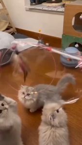 Cat Pet Teaser Play Bell Peacock Feather Stick Interactive Funny Cat Stick Toy with Catnip