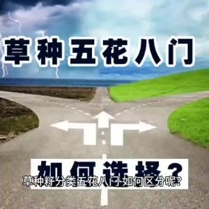 （爆款种子）混播百慕大草籽矮生四季青狗牙根护坡高羊茅早熟禾多年生黑麦草种