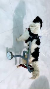 XE LĂN cho chó mèo (7-15kg) bị liệt chi sau có đai yếm lưới thoáng khí mút xốp êm ái điều chỉnh chiều cao HAPPYPETS V3