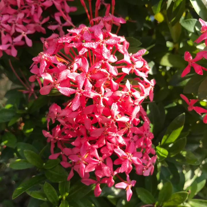 (1%20ch%E1%BA%ADu)%20c%C3%A2y%20b%C3%B4ng%20trang%20t%C3%ADm%20sen%20Th%C3%A1i%20(hoa%20m%E1%BA%ABu%20%C4%91%C6%A1n)%20-%20l%C3%A1%20nh%E1%BB%8F%20-%20Image%203