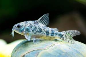 Pepper Corydoras/Readystock/Freshwater/OrnamentalFish