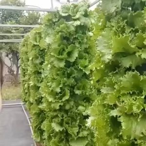 dinh dưỡng trồng rau khí canh thủy canh cho rau ăn lá và ăn quả ( 4 lít )