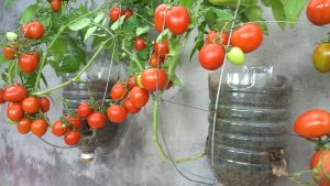 HYBRID TOMATO SEEDS/SUPER ROPE (60pcs seeds) HIGH YIELD/WITH TIPS TO GROW