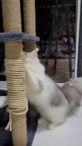 เชือกมะนิลา (หนา 6มิล) พร้อมส่ง - เชือกป่าน, เชือกปอ, เชือกตกแต่ง, เกรด A, แมว - ลดความเสี่ยง เชือกมะนิลาแมว ที่ลับเล็บแมว