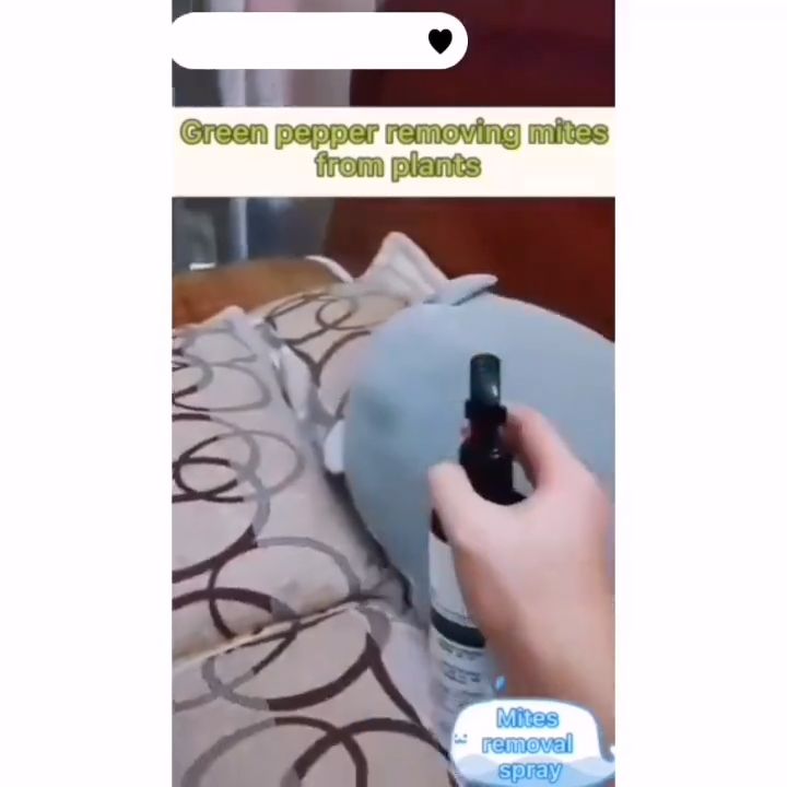 Mite Spray Bed Bug Killer Insect Spray Mite Removal Spray and Flea