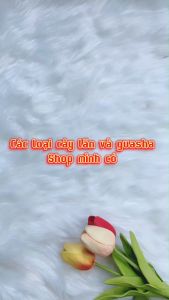 Cây Lăn Mặt - Con Lăn Massage Mặt Hai Đầu Bằng Đá Nhân Tạo Mát Xa Mặt Mắt Giúp Nâng Cơ Thon Gọn Mặt