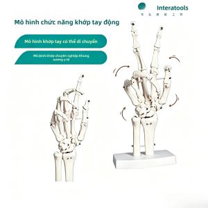 Theratools | Mô Hình Giảng Dạy Khớp Tay Động Lực Học Mô Hình Giải Phẫu Cổ Tay Chức Năng Dụng Cụ Huấn Luyện Phục Hồi Chức Năng Y Tế Cho Người Lớn