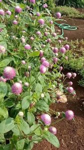 Twinsdaily | Benih Bunga Kenop Gomphrena Globosa Bicolor Rose