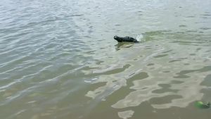 CONUSEA | Simulation Crocodile Heads Remote Control Crocodile Boat Kids Outdoor Water Toys Floating RC Ship Boat Children Toy Xmas Gifts