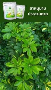 ชาหนุมานประสานกาย ตราไร่กฤติยา (Schefflera Leucantha Tea)