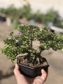 cây cảnh bonsai để bàn, linh sam 86 bonsai, dáng bonsai lùn. 