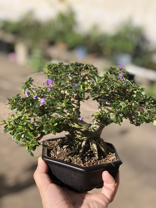 c%C3%A2y%20c%E1%BA%A3nh%20bonsai%20%C4%91%E1%BB%83%20b%C3%A0n,%20linh%20sam%2086%20bonsai,%20d%C3%A1ng%20bonsai%20l%C3%B9n%20-%20Image%202