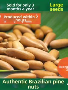 Extra Large Brazil Pine Nuts Hand-shelled Freshly Roasted Premium Quality