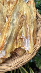 ปลาช่อนทะเลไซส์ใหญ่ตากแห้ง ของฝากปากน้ำปราณ - ปลาช่อนทะเลปลูกฝากปากน้ำ ราคาสูง