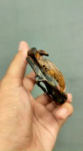 Gelang Pria Akar Bahar Brahma Ukir Kujang