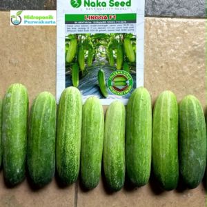 Benih Mentimun Timun LINGGA F1 Tipe Lalab Isi 20 Gram Cap Naka Seed