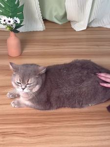 Cat Steam Brush Pet Massage Comb Cat Dog Grooming Comb Spray Water Sprayer Cats Bath Brush Hair Brushes Supplies Hair Removal Combs