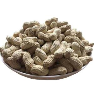 Roasted Garlic Five-spiced Peanuts In Shell Ready-to-eat
