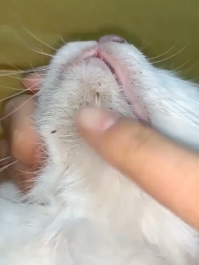 200pcs Pet Wipes for Dogs & Cats - Unscented * Wipes for Paws Ears Chin & Black Chin Stains tissue bawah dagu