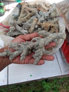 Batu aquarium batu karang jahe /5kg