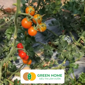 Hạt Giống Cà Chua Cherry Đỏ Lai F1 GreenHome Gói 01g~45 hạt Dễ Trồng Quanh Năm Nhiều Quả T43