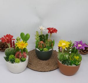 แคคตัส แคคตัสดินปั้น ความสูง 4-4.5นิ้ว