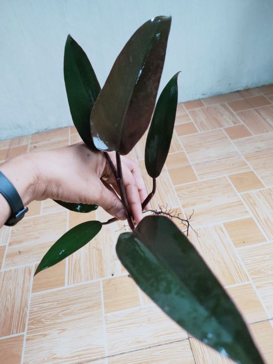 heart shaped succulents Rare Hoya Kerrii Heart | Valentine's Day Plants Delivery