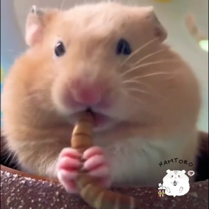 HAMTORO / Mix Protein / Snack Hamster / Makanan Hamster Landak Mini Sugar Glider