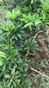 CÂY GIỐNG SAPÔ LỒNG MỨT(cây loại lớn cao trên 1m)