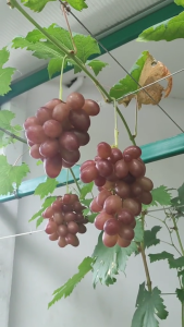 Bibit anggur import varian Ninel