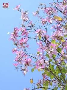 Outdoor Camper Multi-Functional Folding Portable Family Picnic Car Trunk Outdoor Storage Cabinet