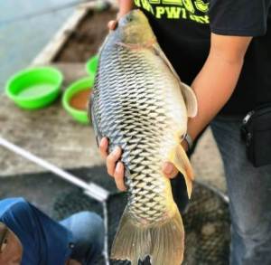 Essen Untuk Semua Jenis Ikan & Essen Galak Isi 15 Mili Paling Ampuh