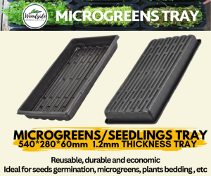 1.2mm Seeds Germination/Propagation Tray Without Holes for Seedlings Germination of Microgreens Vegetable/Herbs & Fruits SHip from Sg
