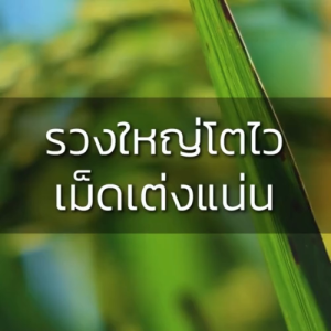 ใหม่!! โดส อัลตร้า (DOSE ULTRA) สูตรฮอร์โมนพืชธรรมชาติ เร่งการสังเคราะห์แสง ช่วยให้พืชโตเร็ว เขียวไว ดอกผลดก