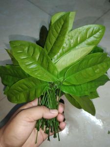 🌱🌱ใบเหลียง ผักเหลียง เก็บสดใหม่ สวนเอง ปลอดสาร ส่งตรงจากสุราษฎร์