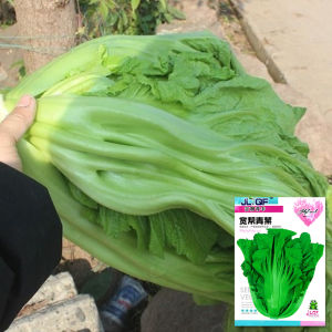 High-Yield Crisp And Delicate Pickled Cabbage Just like Grandmas! Perfect for Stir-Fry Everyone Loves at Home