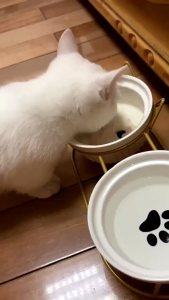 FANBEI 85g Cat Wet Food Goat Milk Wet Food Cat Treats Palatable Cat Treats Kitten Food Cat Snacks for Cats of All Ages