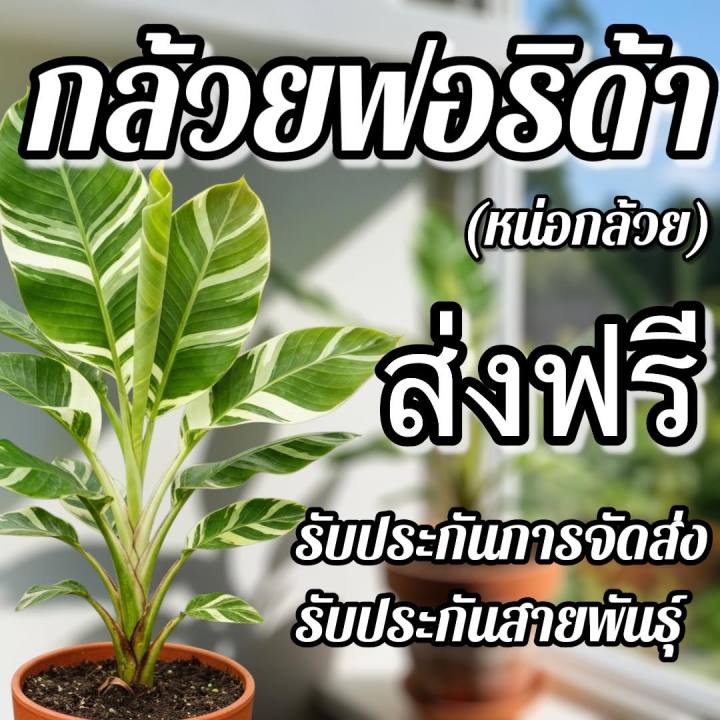 🔥ส่งฟรี🔥ต้นกล้วยด่าง ฟอริด้า ต้นไม้ฟอกอากาศ รับประกันสายพันธุ์ รับ ...