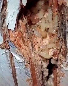 Chai Xịt Diệt Mối Mọt THÁI LAN GECKO 500ml Diệt Mối Cửa Gỗ Sàn Gỗ Tủ Quần Áo Tủ Bếp Tường Trần Nhà