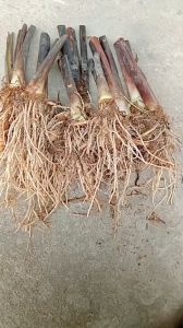 combo 20 cây khoai môn tím giống