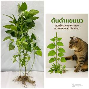 หญ้าแมว ต้นตำแยแมว ต้นกัญชาแมว ใช้แล้วแมวมีความสุข